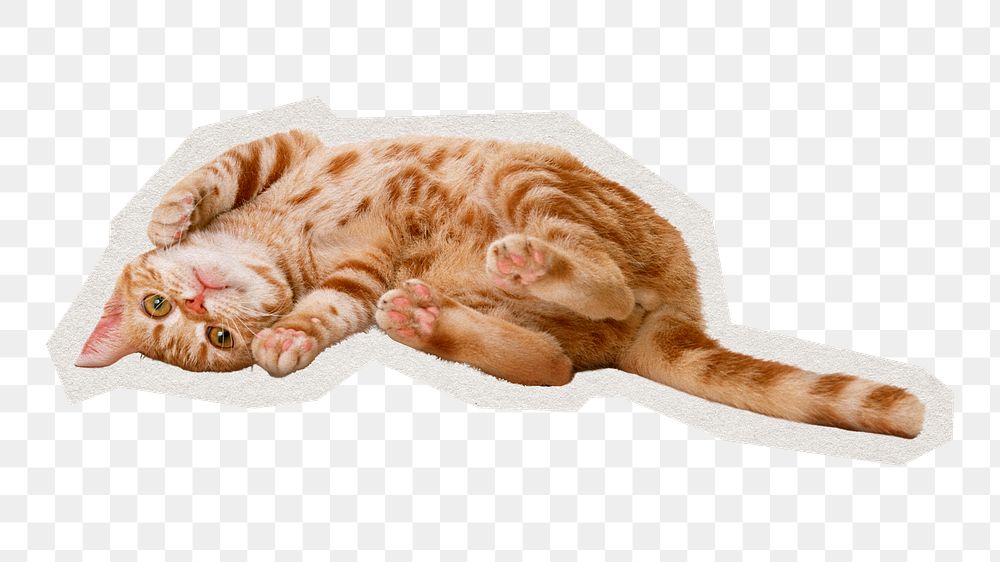 PNG Ginger shorthair cat  sticker with white border, transparent background