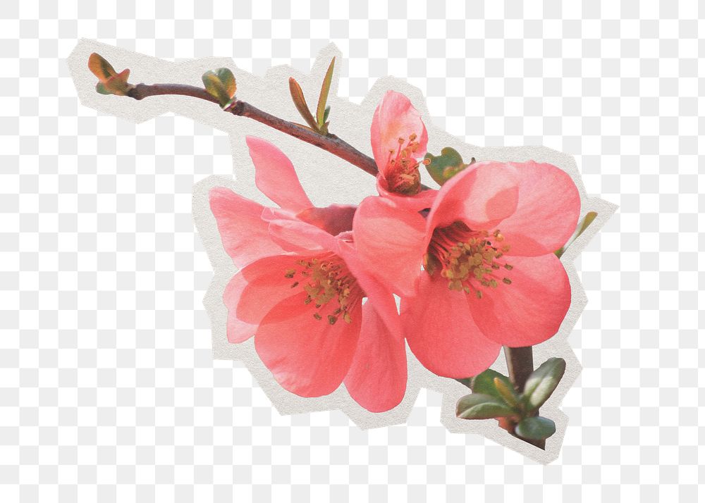 Png Chinese quince flower sticker, paper cut on transparent background