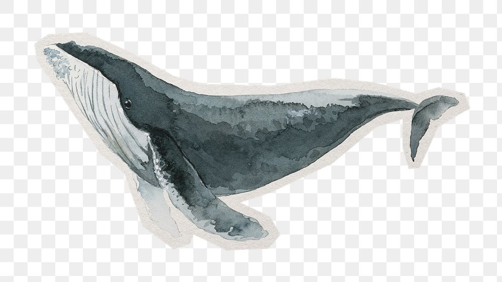 Humpback whale png watercolor sticker, paper cut on transparent background