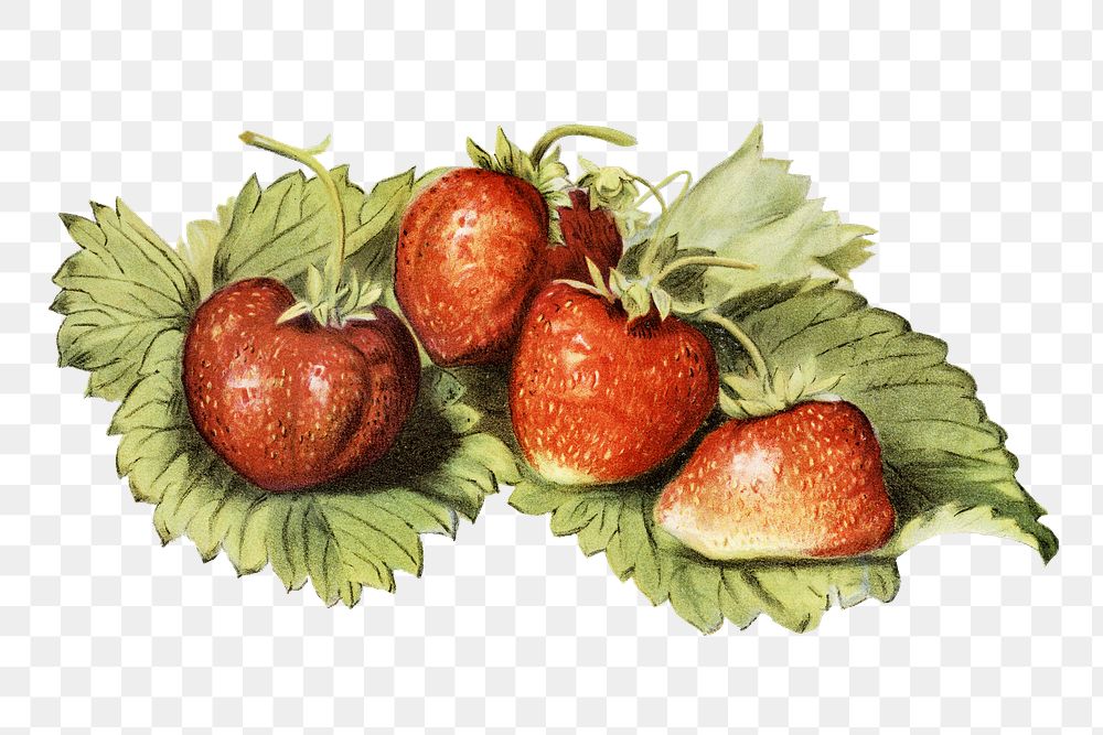 Vintage strawberry png fruit illustration on transparent background