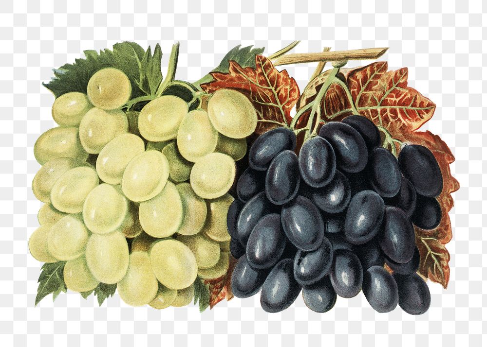Vintage grape png fruit illustration on transparent background