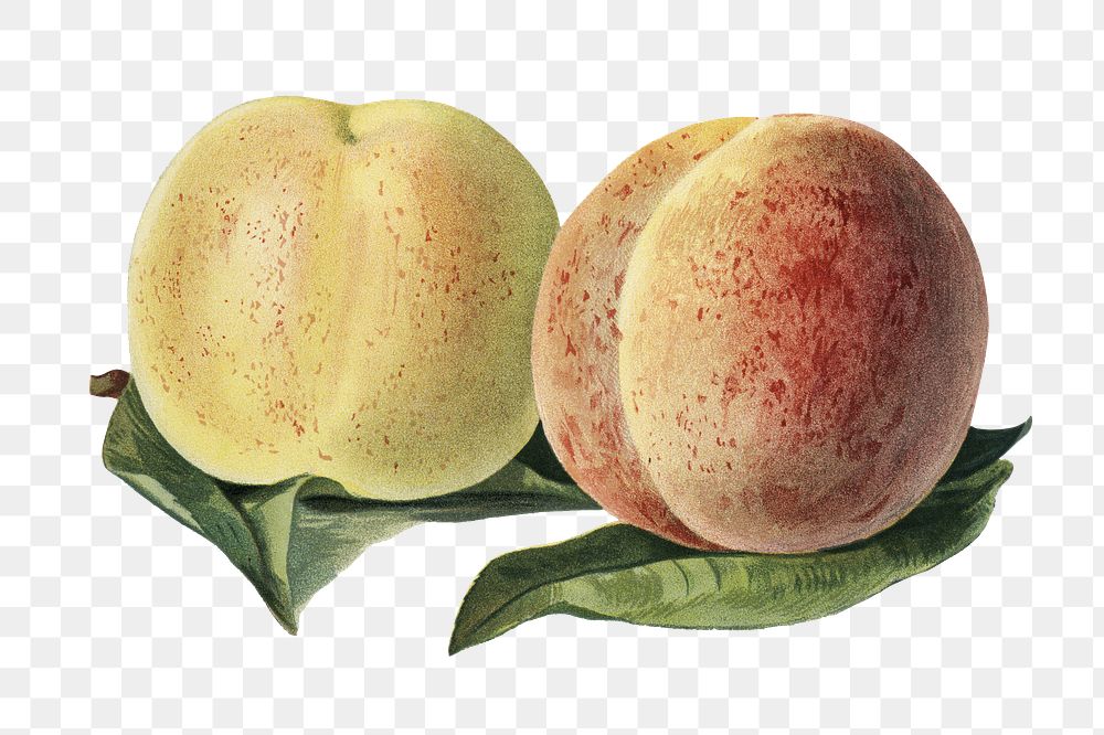 Vintage png peach fruit illustration on transparent background
