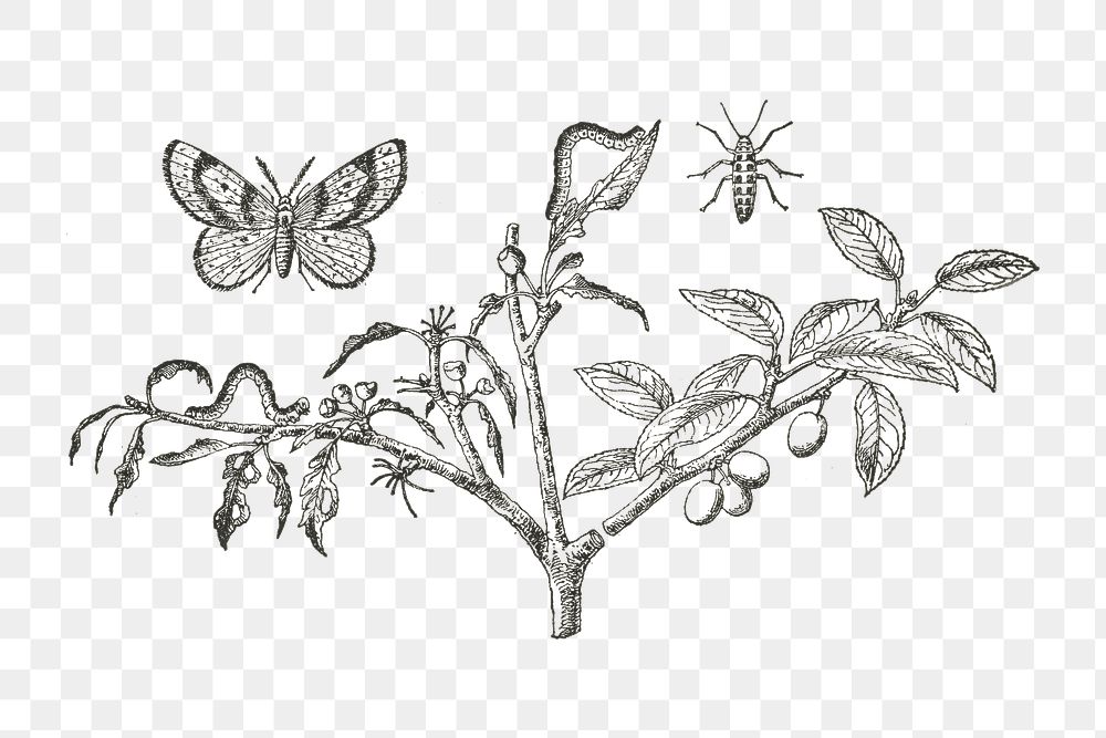 Caterpillar & moth, plum png, transparent background