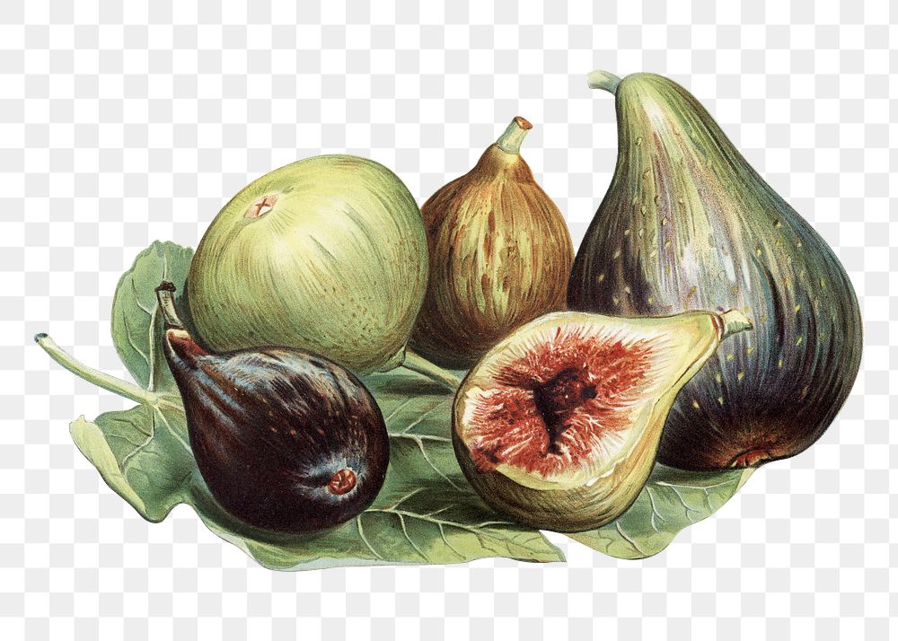 Vintage png fig fruit illustration on transparent background