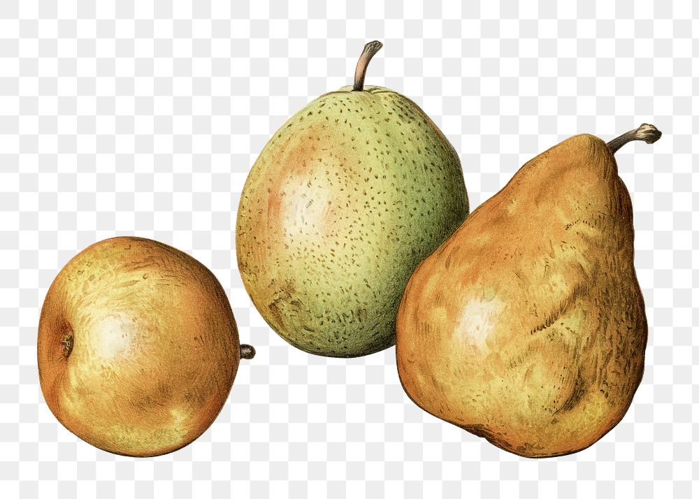 Vintage pear png fruit illustration on transparent background