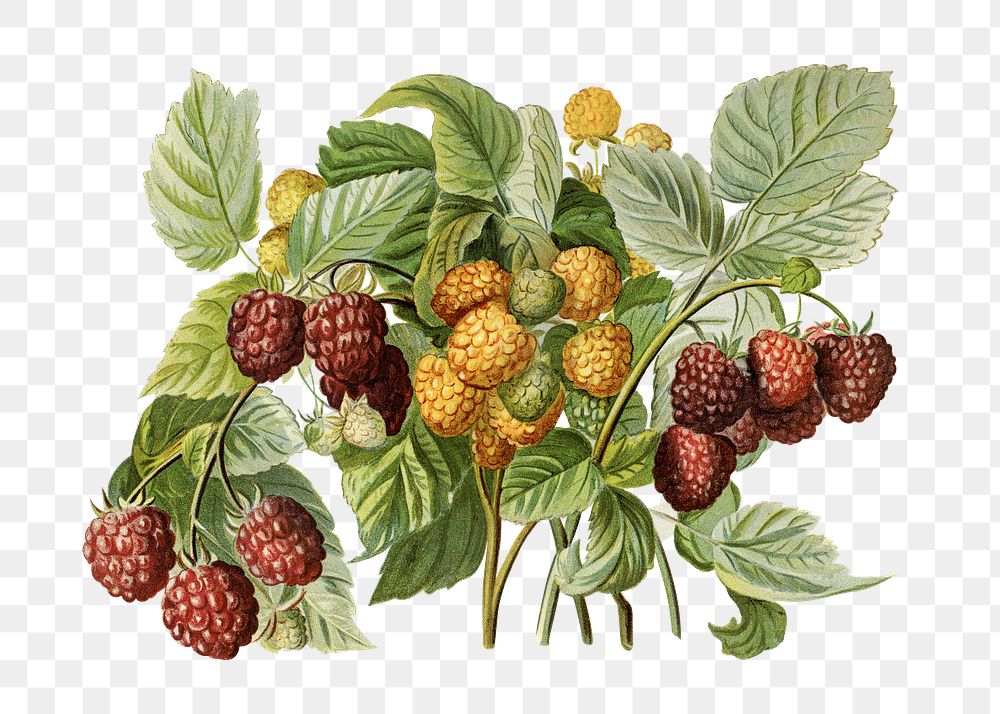 Vintage png raspberry fruit illustration on transparent background