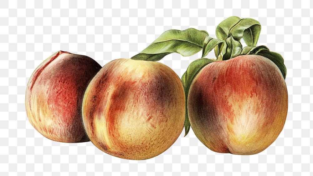 Vintage png peach fruit illustration on transparent background