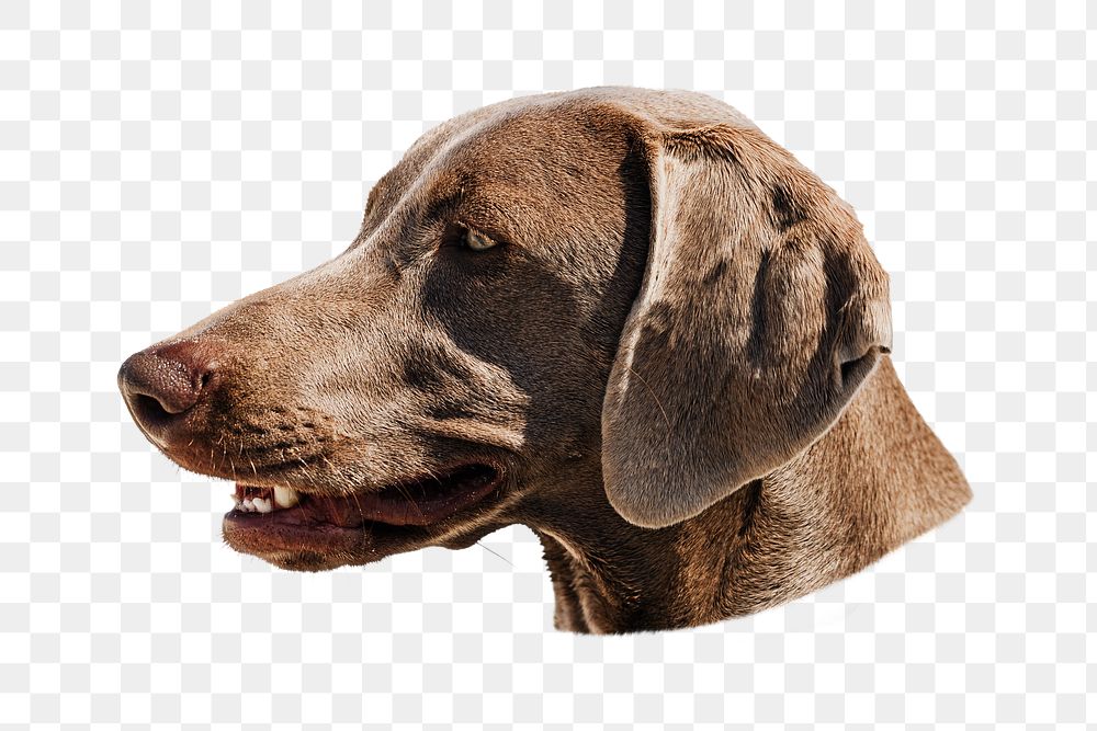 PNG Weimaraner dog pet transparent background