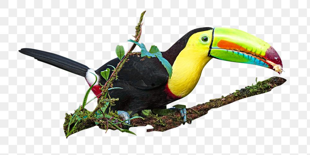 PNG  Toucan  wildlife, collage element, transparent background