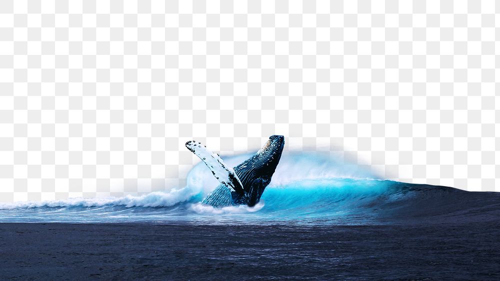 PNG Humpback whale on the ocean collage element, transparent background
