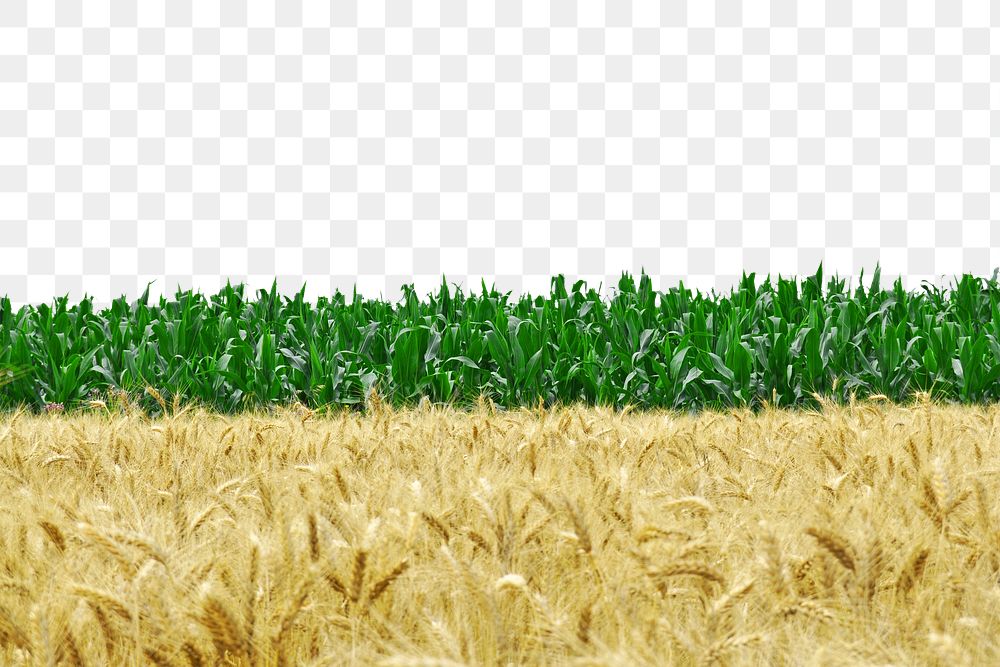PNG wheat field, collage element, transparent background