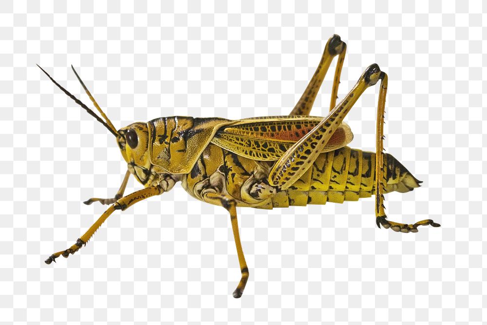 PNG  close up yellow grasshopper  animal, collage element, transparent background