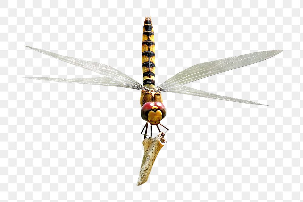 PNG close up dragonfly on stick, collage element, transparent background
