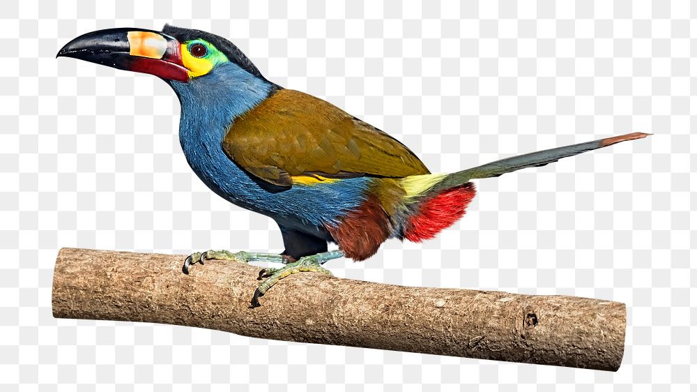 Plate-billed mountain toucan png, transparent background