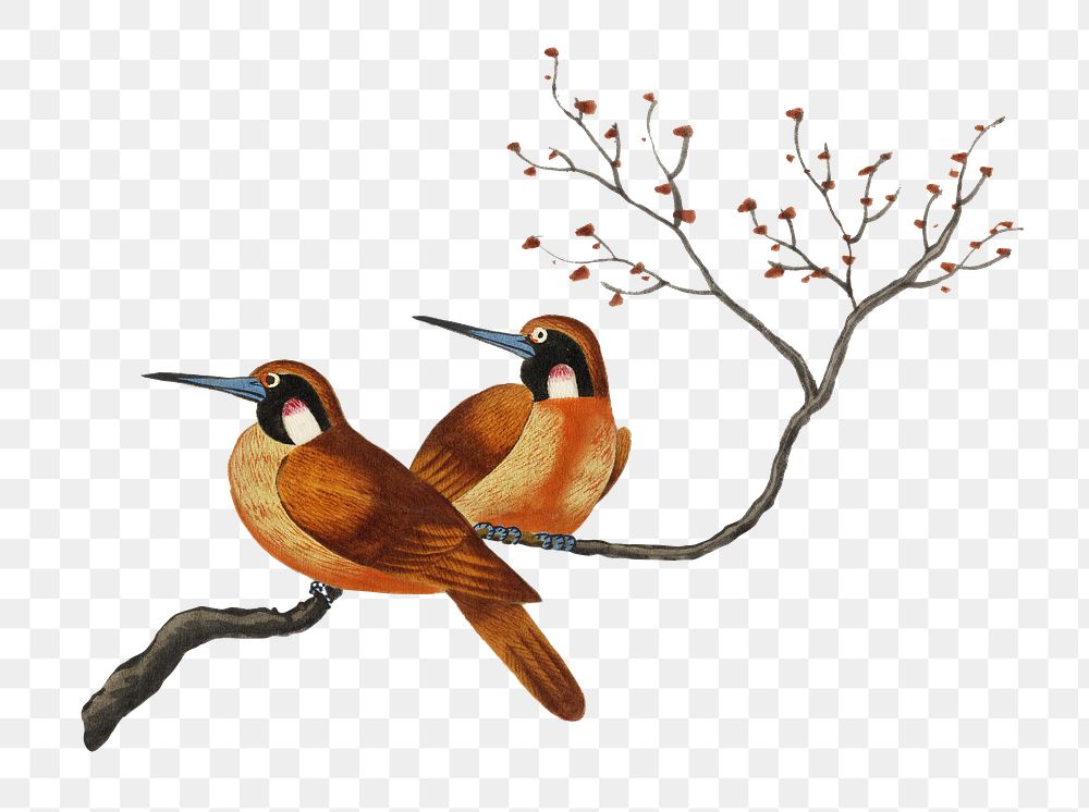 Two birds png sticker, vintage illustration, transparent background