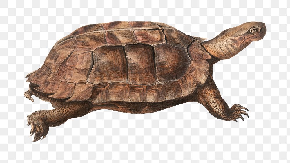Vintage turtle png animal illustration on transparent background