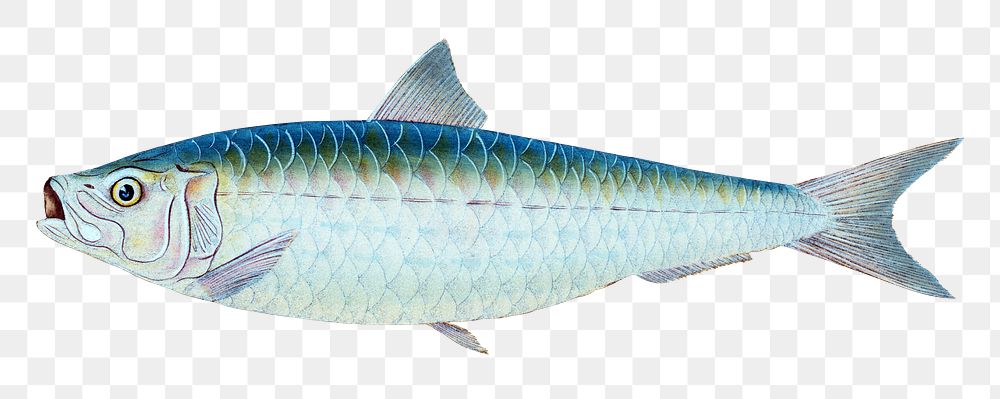 Pilchard fish png sticker, transparent background