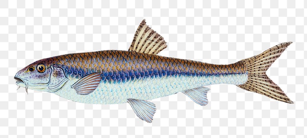 Gudgeon fish png sticker, transparent background