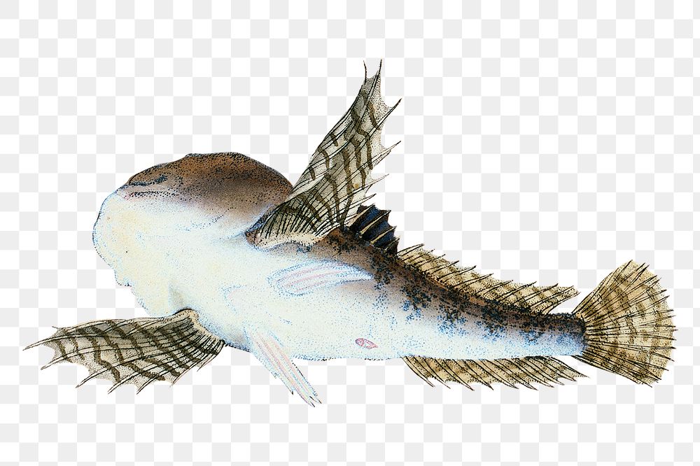 Png fish vintage illustration, transparent background