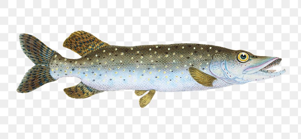 Pike fish png sticker, transparent background
