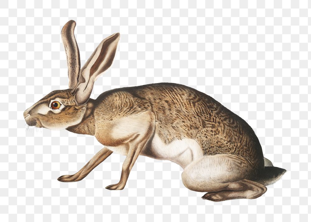 Vintage hare png animal illustration on transparent background