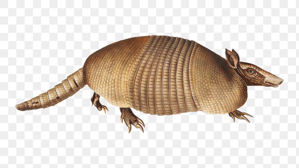 Vintage animal png armadillo illustration on transparent background