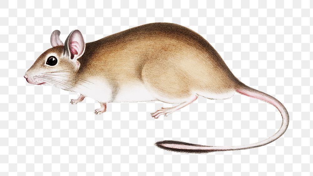 Vintage animal png rat illustration on transparent background