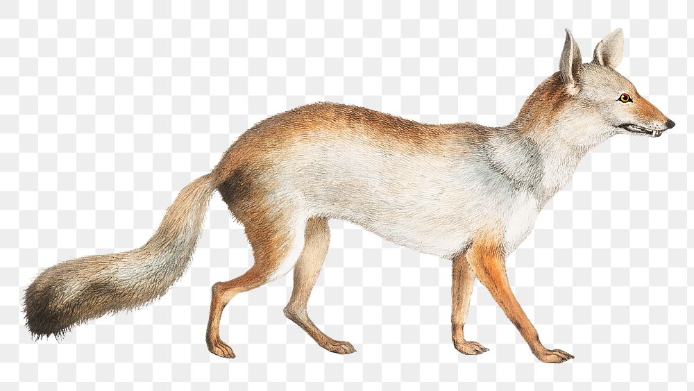 Bengal Fox png, design element, transparent background