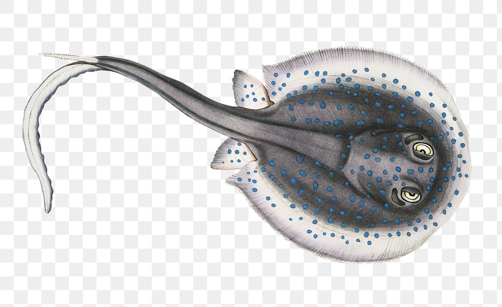 Ornamented Trygon Png Sticker Fish Premium PNG Illustration Rawpixel