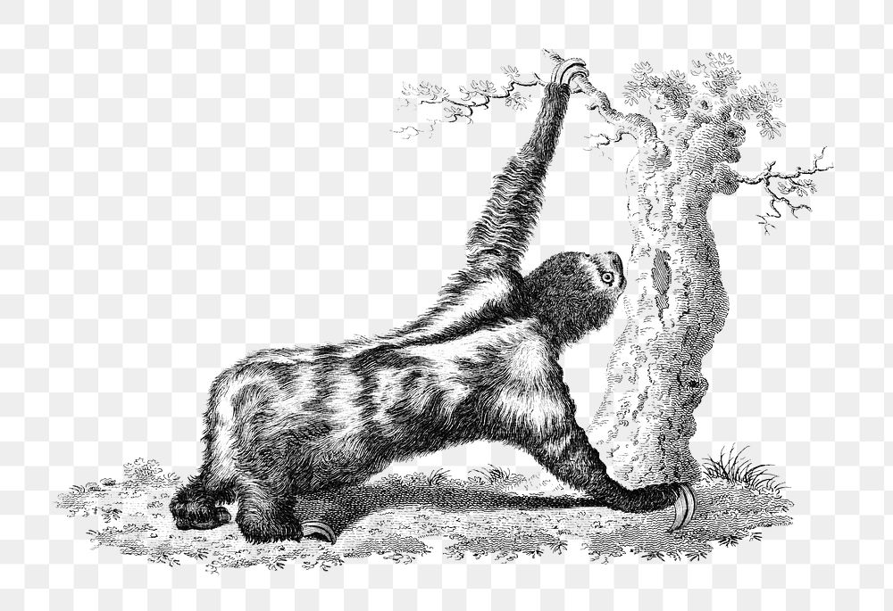 Png three toed sloth, vintage, transparent background