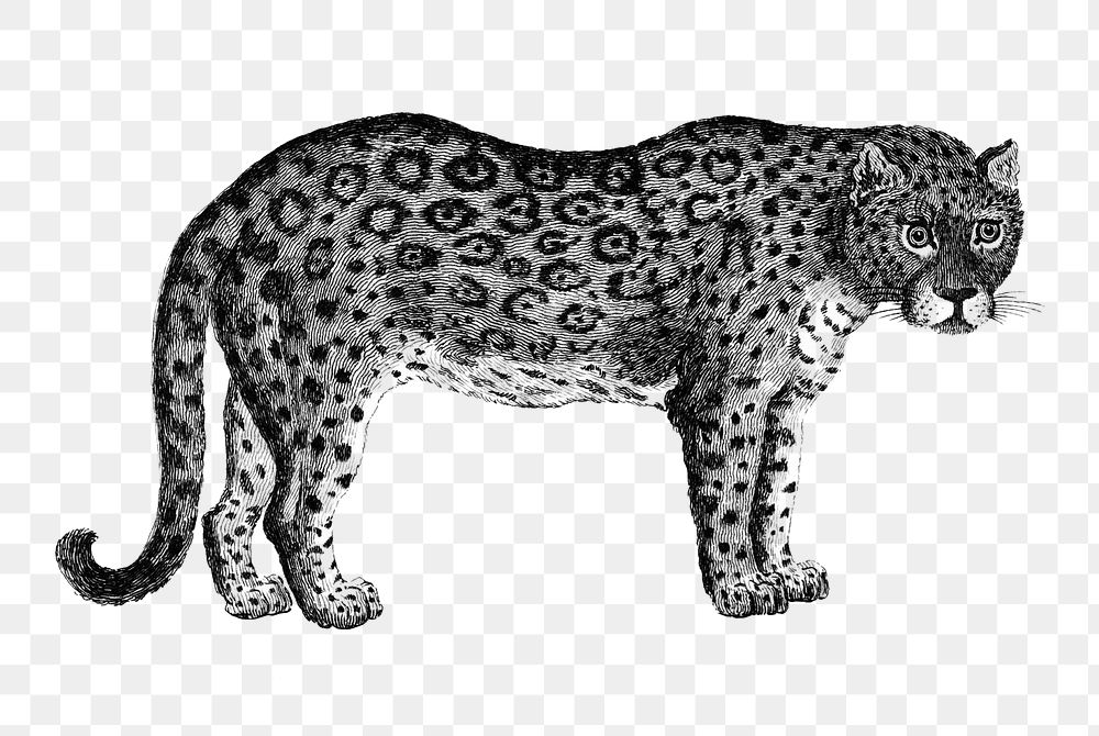 Leopard png vintage illustrations, transparent background