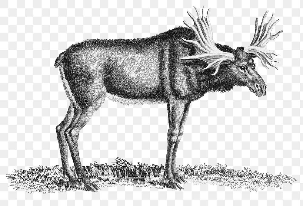 Elk vintage png, animal transparent background
