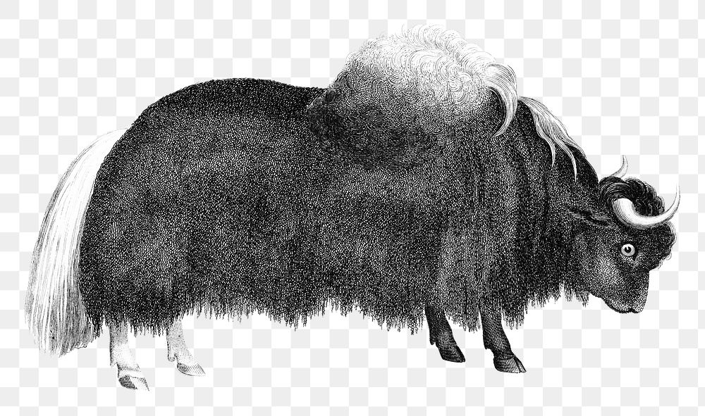 Vintage yak png animal illustration on transparent background
