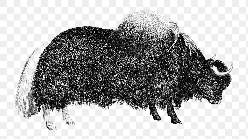 Black yak png animal vintage illustration on transparent background