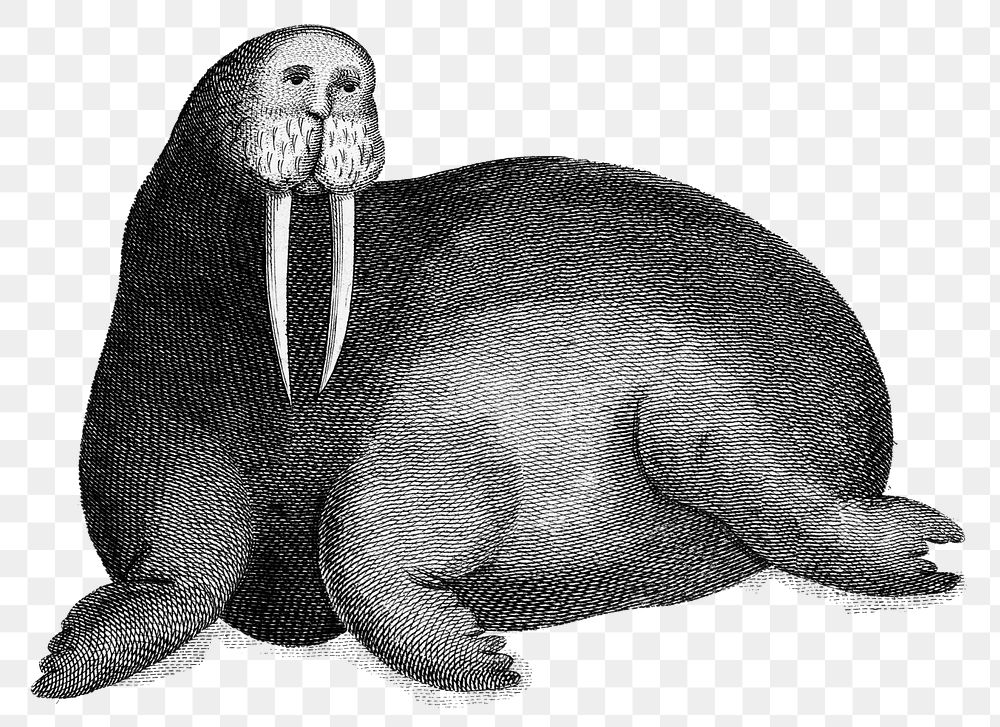 Arctic walrus png sticker, vintage illustration, transparent background