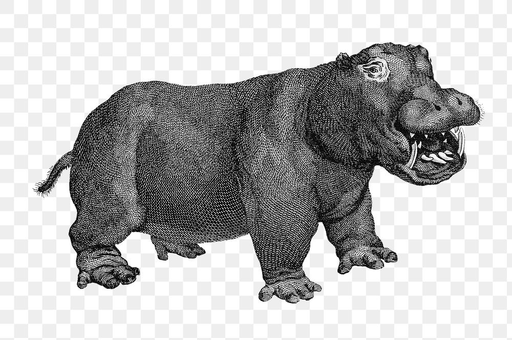 Hippopotamus png sticker, vintage illustration, transparent background