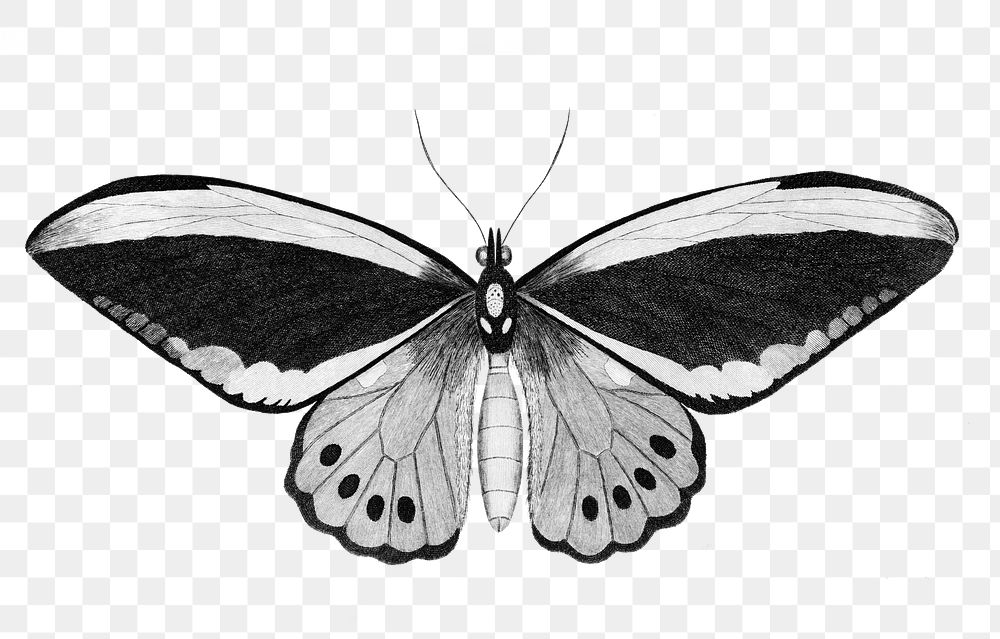 Butterfly png sticker, vintage illustration, transparent background