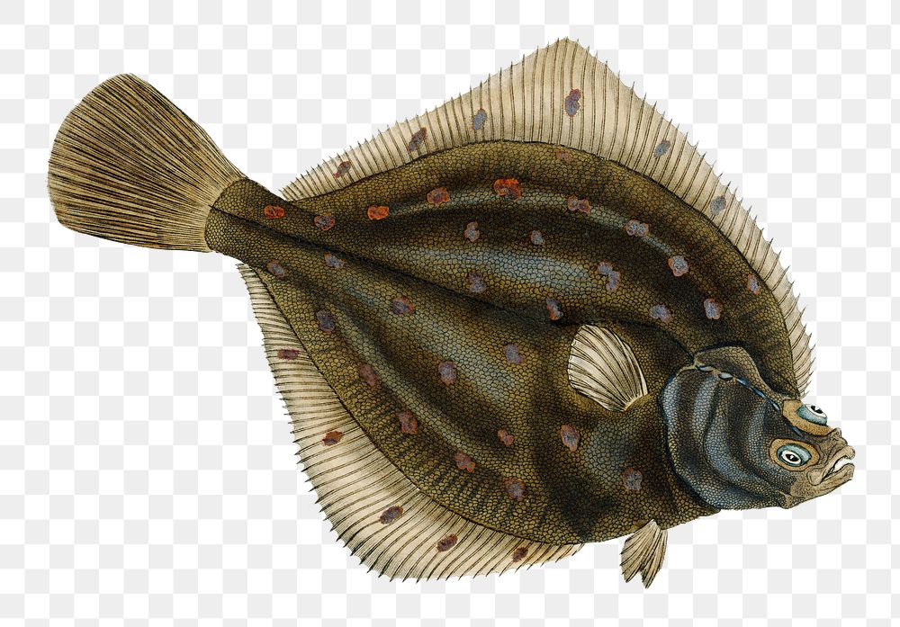 Plaise png sticker, fish vintage illustration, transparent background