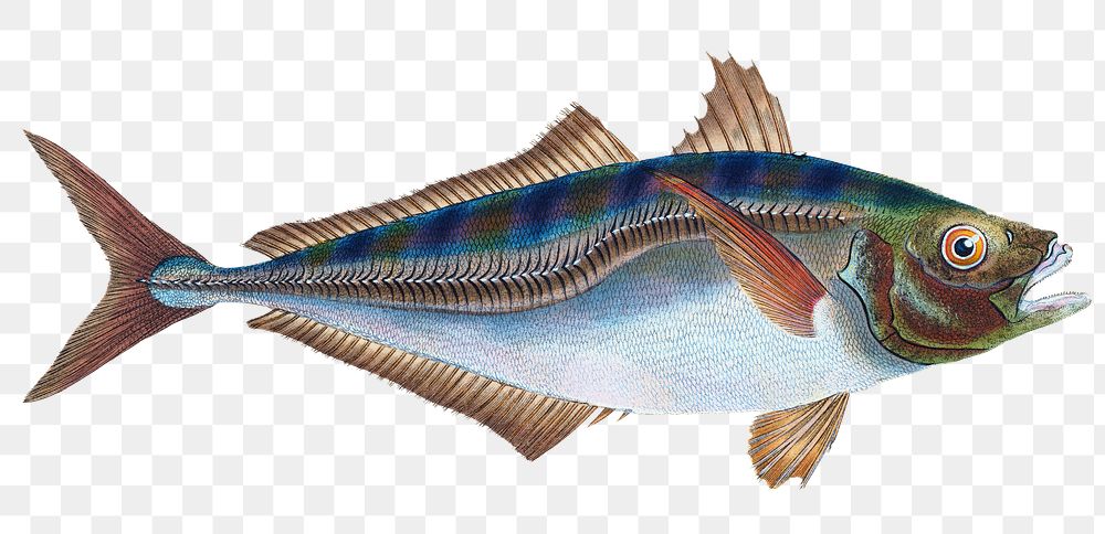 Mackerel scad png sticker, fish vintage illustration, transparent background