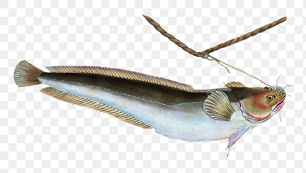 Five-beard cod png sticker, fish vintage illustration, transparent background