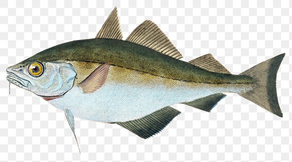 Bib png sticker, fish vintage illustration, transparent background