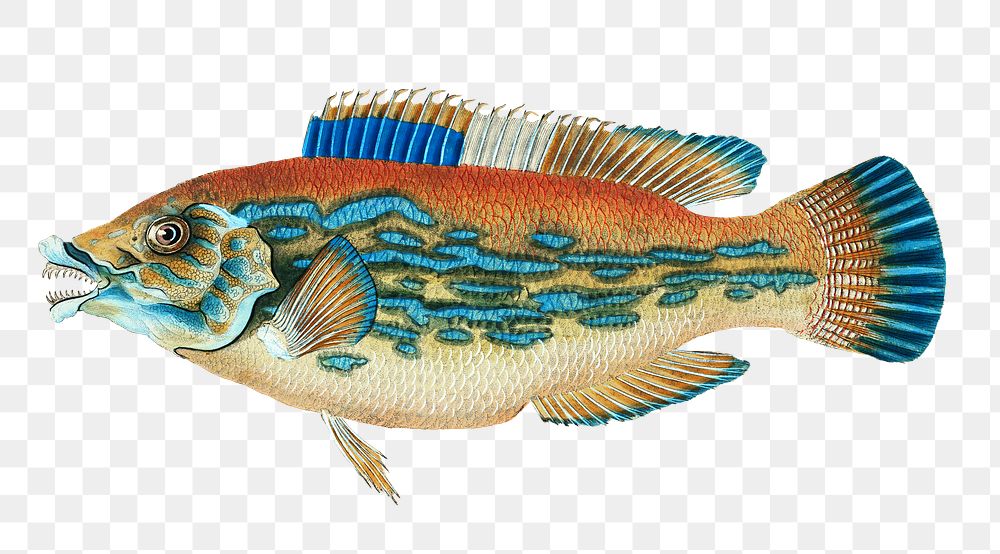 Striped wrasse png sticker, fish vintage illustration, transparent background