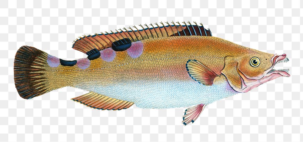 Female cuckoo wrasse png sticker, fish vintage illustration, transparent background