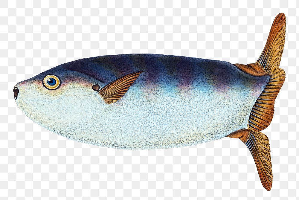 Truncated Sun-fish png sticker, fish vintage illustration, transparent background
