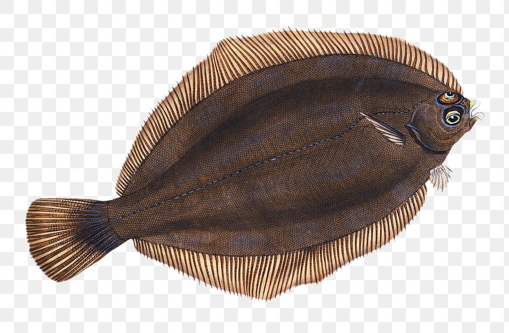 Turbot png sticker, fish vintage illustration, transparent background