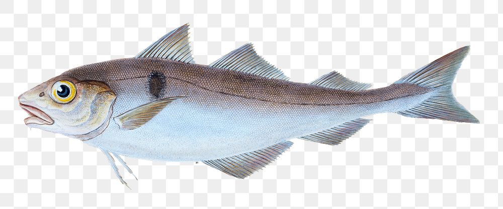 Haddock png sticker, fish vintage illustration, transparent background