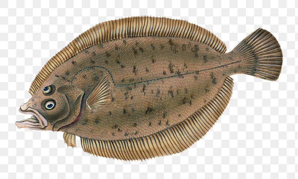 Common dab png sticker, fish vintage illustration, transparent background