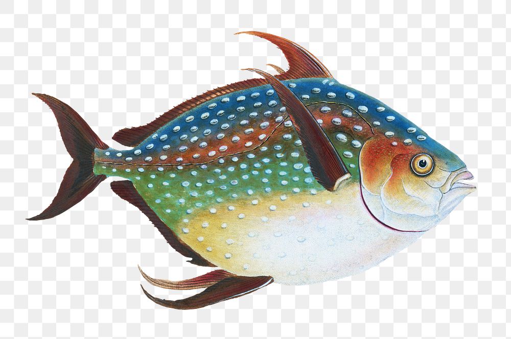 Opah png sticker, fish vintage illustration, transparent background