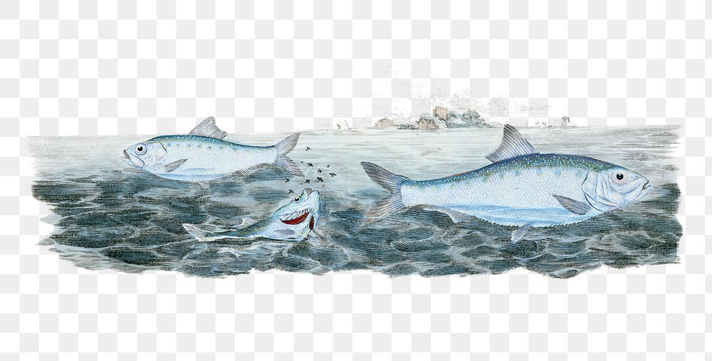 Young-white Bait png sticker, fish vintage illustration, transparent background