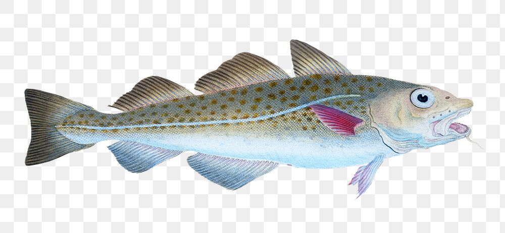 Atlantic cod png sticker, fish vintage illustration, transparent background